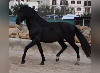 Andalusier, Hengst, 3 Jahre, 159 cm, Rappe