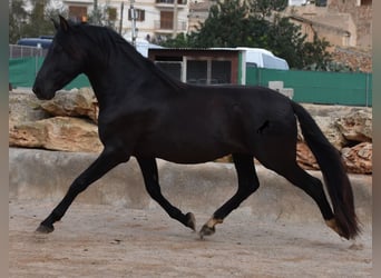 Andalusier, Hengst, 3 Jahre, 159 cm, Rappe