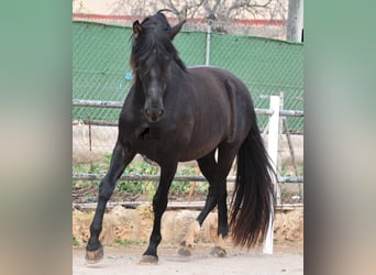 Andalusier, Hengst, 3 Jahre, 159 cm, Rappe