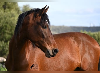 Andalusier, Hengst, 3 Jahre, 160 cm, Brauner