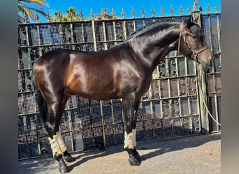 Andalusier, Hengst, 3 Jahre, 160 cm, Dunkelbrauner