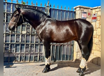 Andalusier, Hengst, 3 Jahre, 160 cm, Dunkelbrauner