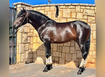 Andalusier, Hengst, 3 Jahre, 160 cm, Dunkelbrauner