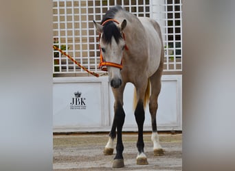 Andalusier, Hengst, 3 Jahre, 160 cm, Falbe