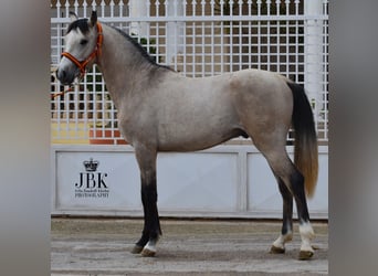 Andalusier, Hengst, 3 Jahre, 160 cm, Falbe