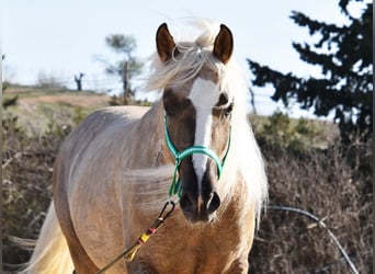 Andalusier, Hengst, 3 Jahre, 160 cm, Palomino