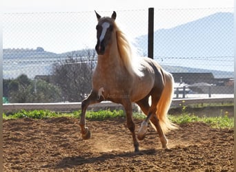 Andalusier, Hengst, 3 Jahre, 160 cm, Palomino