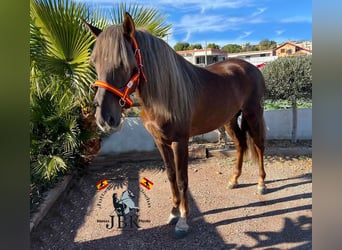 Andalusier, Hengst, 3 Jahre, 160 cm, Palomino