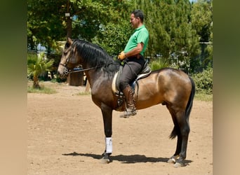 Andalusier, Hengst, 3 Jahre, 161 cm, Falbe