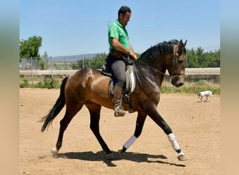 Andalusier, Hengst, 3 Jahre, 161 cm, Falbe