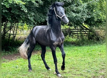 Andalusier, Hengst, 3 Jahre, 161 cm, Rappschimmel