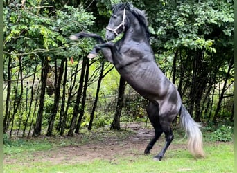 Andalusier, Hengst, 3 Jahre, 161 cm, Rappschimmel