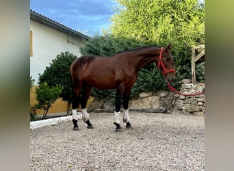 Andalusier, Hengst, 3 Jahre, 162 cm, Brauner