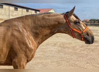 Andalusier, Hengst, 3 Jahre, 162 cm, Buckskin