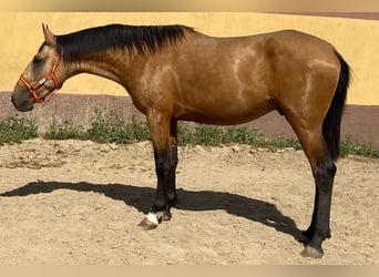 Andalusier, Hengst, 3 Jahre, 162 cm, Buckskin
