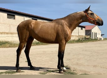 Andalusier, Hengst, 3 Jahre, 162 cm, Buckskin