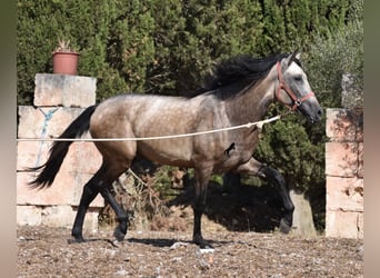 Andalusier, Hengst, 3 Jahre, 162 cm, Buckskin