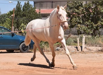 Andalusier, Hengst, 3 Jahre, 162 cm, Cremello