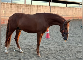Andalusier, Hengst, 3 Jahre, 162 cm, Fuchs