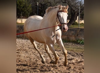 Andalusier, Hengst, 3 Jahre, 162 cm, Perlino