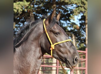 Andalusier, Hengst, 3 Jahre, 162 cm, Rappe