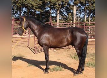 Andalusier, Hengst, 3 Jahre, 162 cm, Rappe