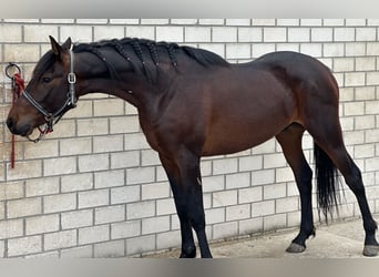 Andalusier, Hengst, 3 Jahre, 162 cm, Rotbrauner