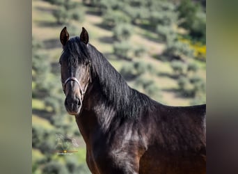 Andalusier, Hengst, 3 Jahre, 162 cm, Schwarzbrauner