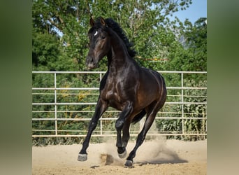 Andalusier, Hengst, 3 Jahre, 162 cm, Schwarzbrauner