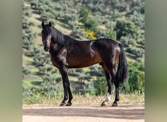 Andalusier, Hengst, 3 Jahre, 162 cm, Schwarzbrauner