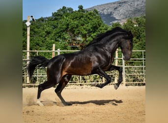 Andalusier, Hengst, 3 Jahre, 162 cm, Schwarzbrauner