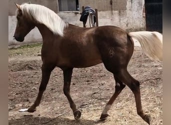 Andalusier, Hengst, 3 Jahre, 163 cm, Falbe