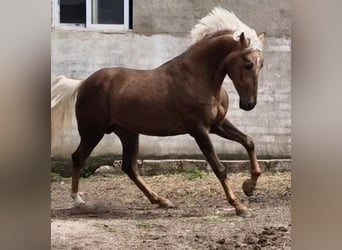 Andalusier, Hengst, 3 Jahre, 163 cm, Falbe