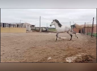 Andalusier, Hengst, 3 Jahre, 163 cm, Schimmel