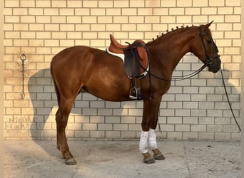 Andalusier, Hengst, 3 Jahre, 164 cm, Fuchs