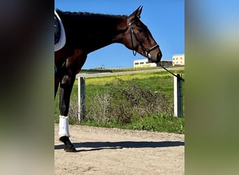 Andalusier, Hengst, 3 Jahre, 164 cm, Hellbrauner