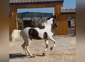 Andalusier Mix, Hengst, 3 Jahre, 164 cm, Schecke