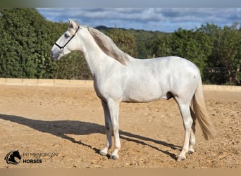 Andalusier, Hengst, 3 Jahre, 164 cm, Schimmel