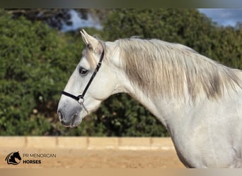 Andalusier, Hengst, 3 Jahre, 164 cm, Schimmel