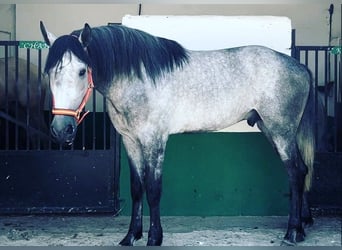 Andalusier, Hengst, 3 Jahre, 165 cm, Apfelschimmel