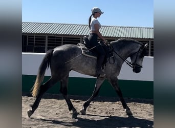 Andalusier, Hengst, 3 Jahre, 165 cm, Apfelschimmel