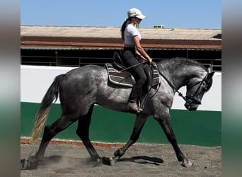 Andalusier, Hengst, 3 Jahre, 165 cm, Apfelschimmel