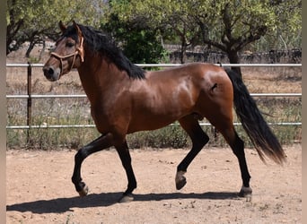 Andalusier, Hengst, 3 Jahre, 166 cm, Brauner