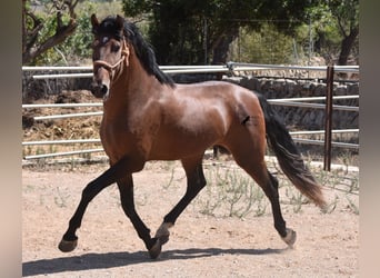 Andalusier, Hengst, 3 Jahre, 166 cm, Brauner