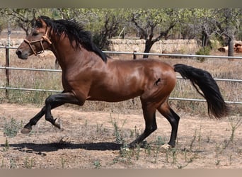 Andalusier, Hengst, 3 Jahre, 166 cm, Brauner