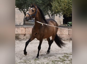 Andalusier, Hengst, 3 Jahre, 166 cm, Falbe