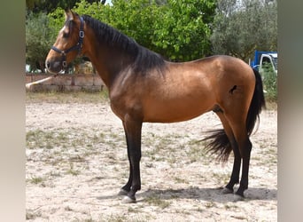 Andalusier, Hengst, 3 Jahre, 166 cm, Falbe