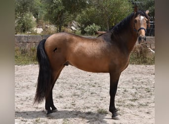 Andalusier, Hengst, 3 Jahre, 166 cm, Falbe