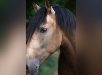 Andalusier, Hengst, 3 Jahre, 167 cm, Buckskin