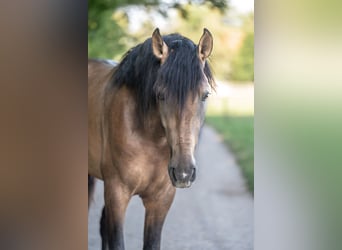 Andalusier, Hengst, 3 Jahre, 167 cm, Buckskin